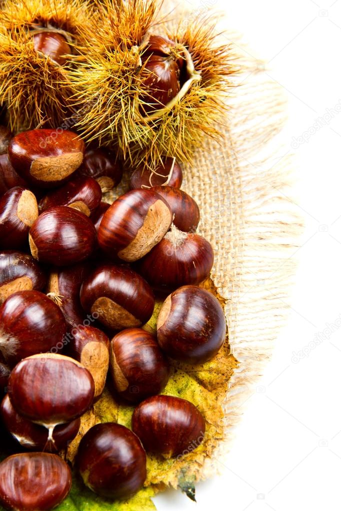 Sweet chestnut on white background. 