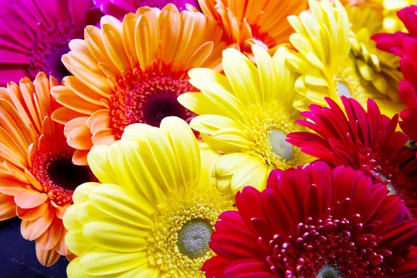 Gerbera flowers — Stock Photo, Image