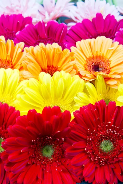 Gerbera çiçekleri — Stok fotoğraf