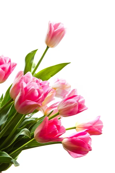 Bouquet of pink tulips — Stock Photo, Image