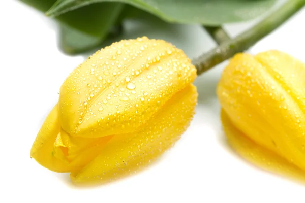 美丽的黄色郁金香 — 图库照片