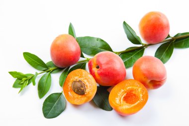 Kayısı yeşil yaprak