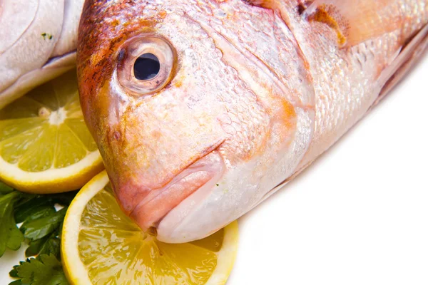 Raw porgy on white background — Stock Photo, Image