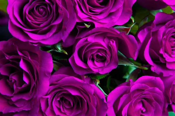 Purple natural roses background — Stock Photo, Image