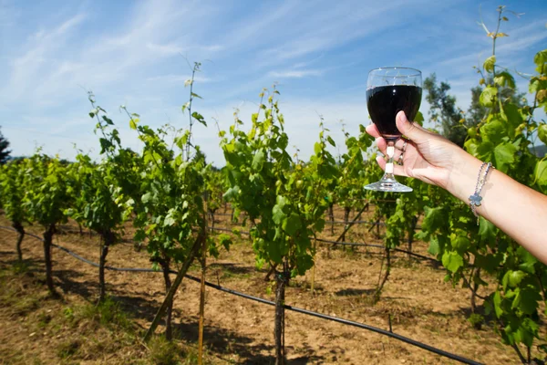 Copo de vinho nas fileiras de uvas — Fotografia de Stock