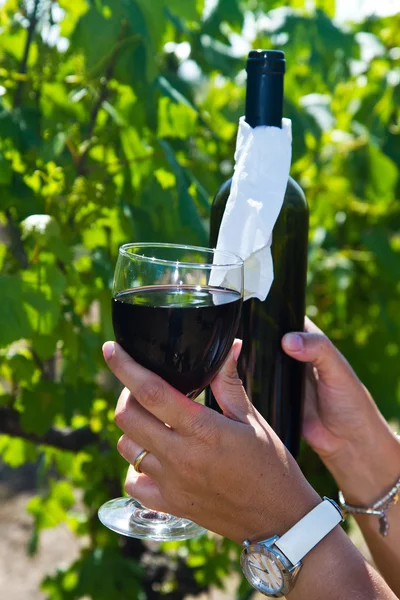 Bicchiere di vino nei filari d'uva — Foto Stock