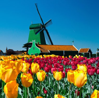 Hollanda yel değirmeni