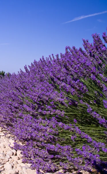 Lavender flower blooming scented fields — Stock Photo, Image