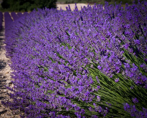 Fleurs de lavande fleurissant champs parfumés — Photo