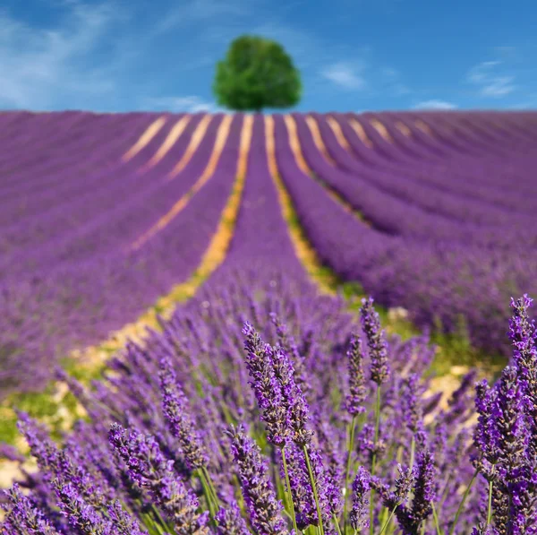 Lavender flower blooming scented fields — Stock Photo, Image