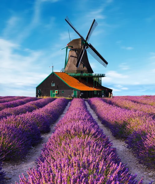 Lavendelfelder mit Windmühle — Stockfoto