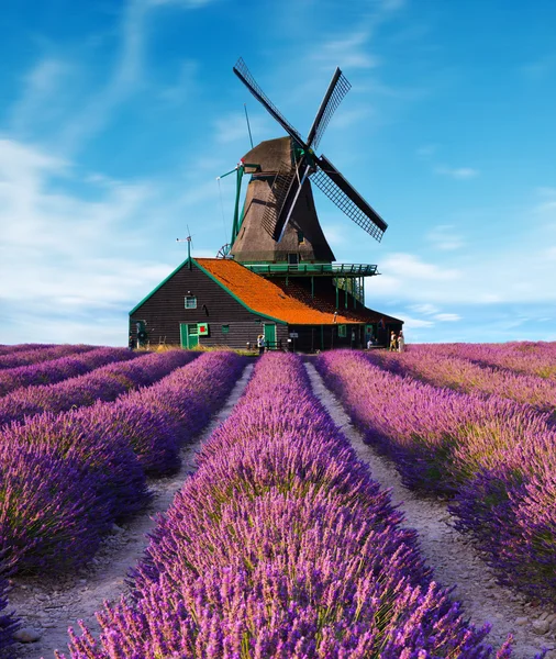 Campos de lavanda con molino de viento —  Fotos de Stock