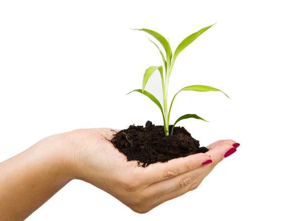 Hand and plant isolated on white background — Stock Photo, Image
