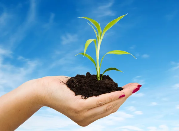 Mano y planta aisladas sobre fondo blanco — Foto de Stock