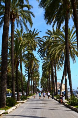 Palmiye ağacı Palma di Maiorca içinde