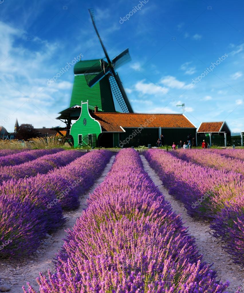 Campos de lavanda com moinho de vento — Foto © lsantilli #82976246, image size:852x1024