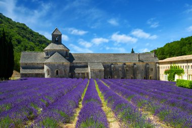 Senanque Abbey ve çiçek açan satır lavanta çiçekler. Gordes, Lu