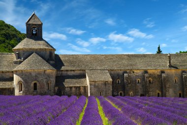Senanque Abbey ve çiçek açan satır lavanta çiçekler. Gordes, Lu