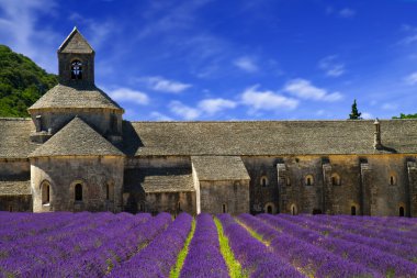 Senanque Abbey ve çiçek açan satır lavanta çiçekler. Gordes, Lu