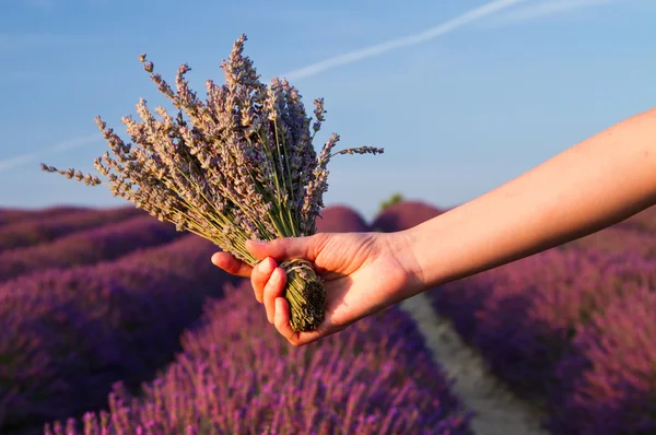 Flor de lavanda de cerca en un campo en Provenza Francia —  Fotos de Stock