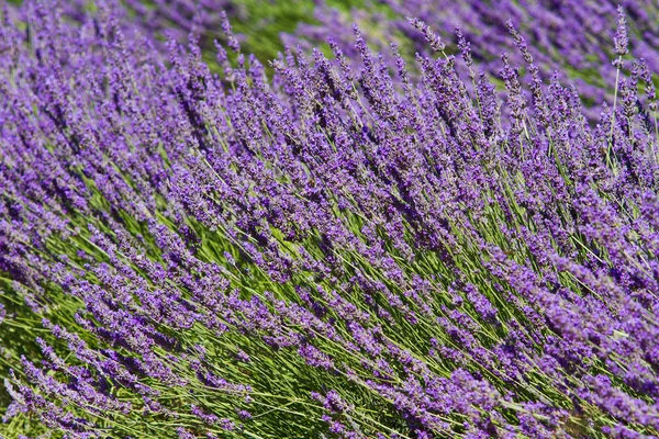 Flor de lavanda perto em um campo em Provence França — Fotografia de Stock