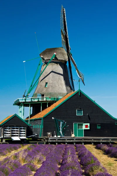 Mulino a vento in Olanda — Foto Stock