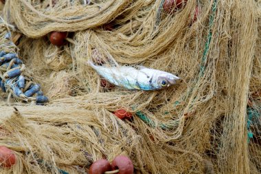 Balık ile balık ağlarına