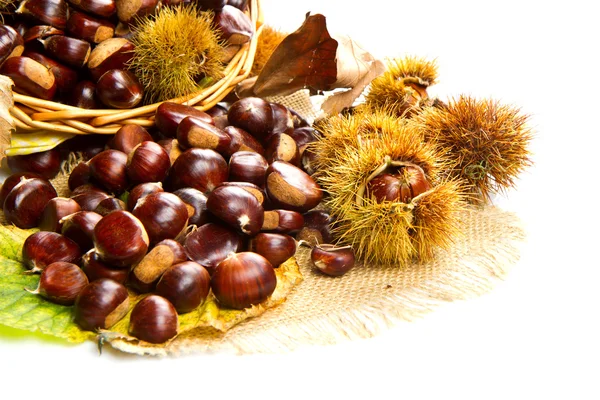 Sweet chestnut on white background. — Stock Photo, Image