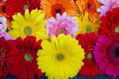 renkli gerbera çiçek bir görünümünü