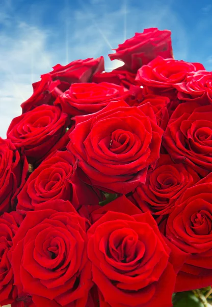 A Rosas vermelhas — Fotografia de Stock