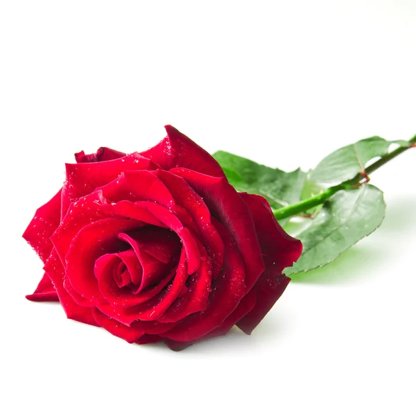 Single red rose flower Stock Photo