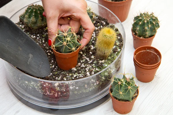 Hrnkové různé malé kaktus v květináči skla — Stock fotografie