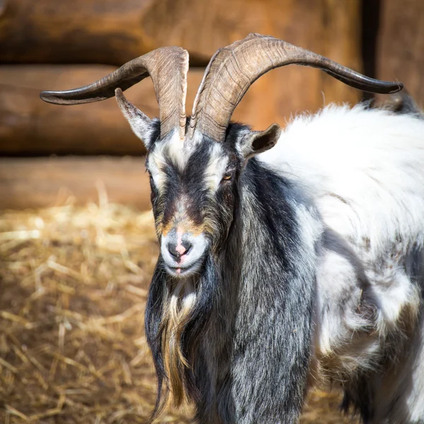 El macho cabrío — Foto de Stock