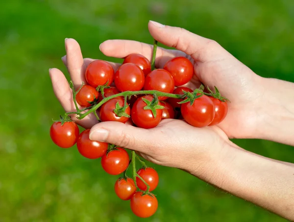 Tomates cereja na estação — Fotografia de Stock