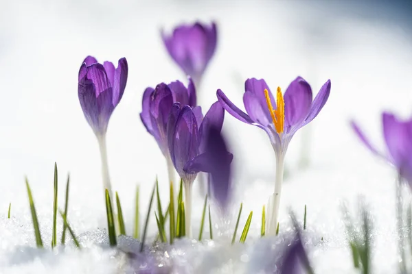 Crocus Fleurs Dans Neige Début Aspersion Pourpre — Photo