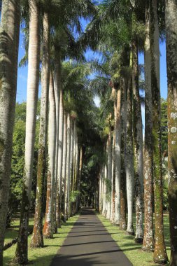Sayısız uzun palmiye ağaçları kıvrımlı asfalt bir yol çiziyor, yeşil bir parkta tropikal bir yürüyüş yolu oluşturuyor.