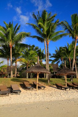 Sıralar dolusu boş güneş şezlongları ve kırsal sazdan yapılmış şemsiyeler parlak kumlu bir plaj, yüksek palmiye ağaçlarından oluşan canlı bir yamaçla destekleniyor..