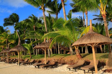 Sıralar dolusu boş güneş şezlongları ve kırsal sazdan yapılmış şemsiyeler parlak kumlu bir plaj, yüksek palmiye ağaçlarından oluşan canlı bir yamaçla destekleniyor..