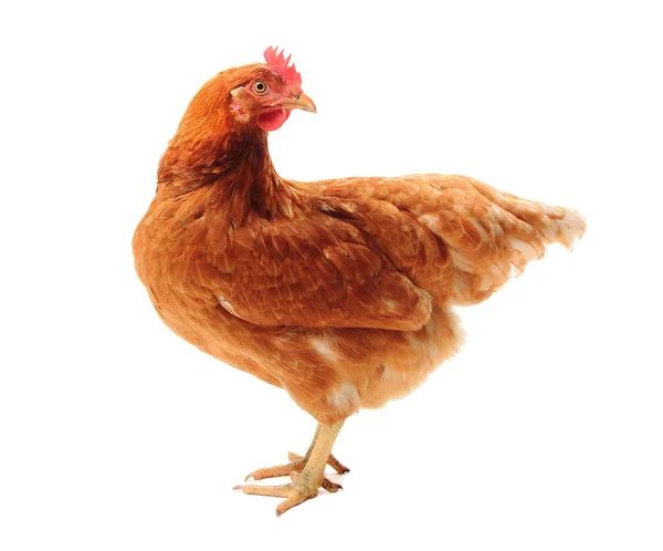 Das lohmann braune huhn — Stockfoto