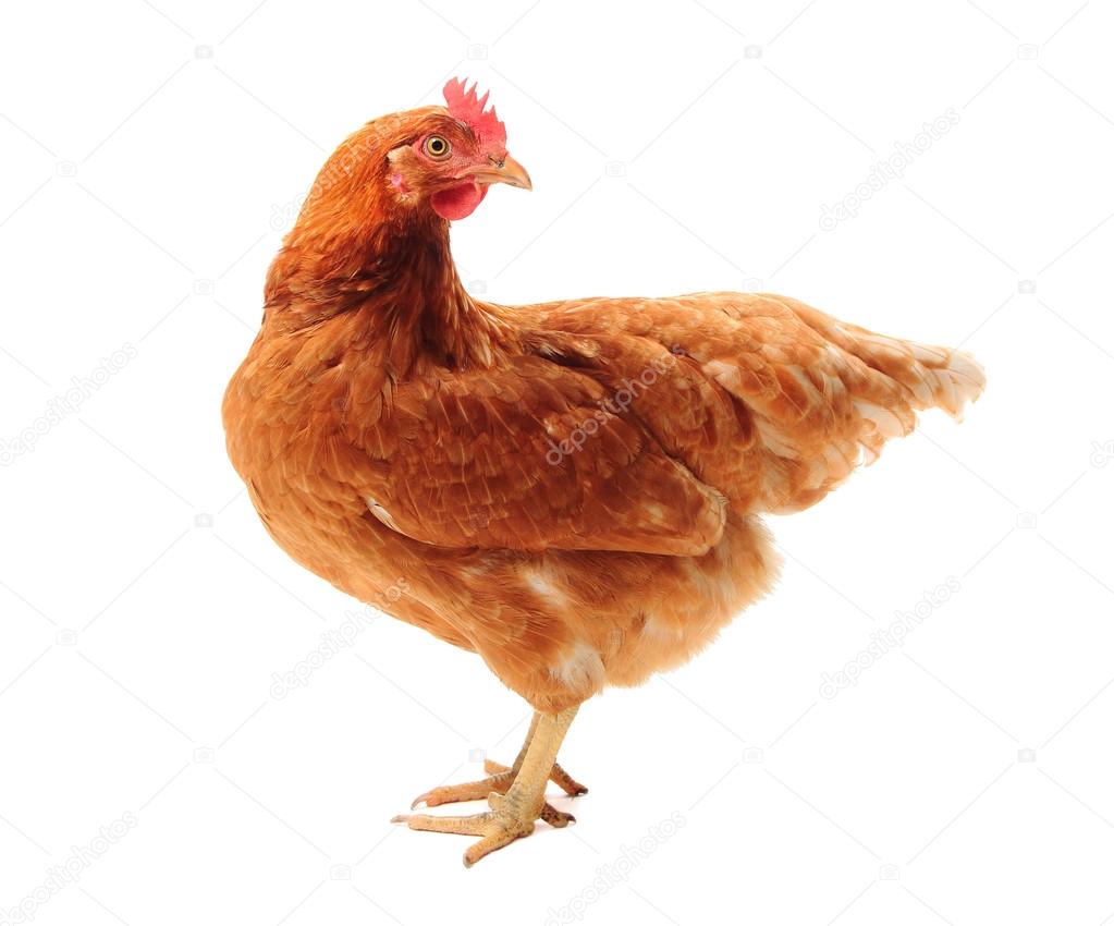 The Lohmann Brown chicken Stock Photo by ©paleka 122368308