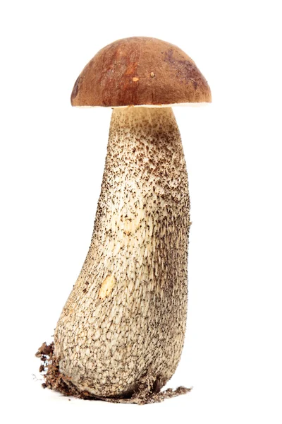 Pilz — Stockfoto