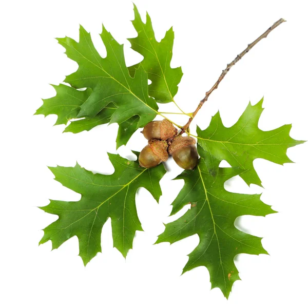 Oak branch — Stock Photo, Image