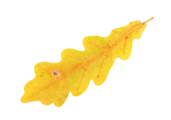 The leaf — Stock Photo, Image