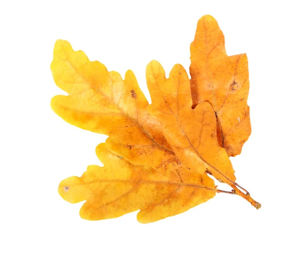 Oak branch — Stock Photo, Image