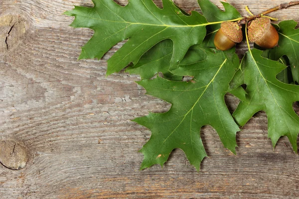 Ramo di quercia — Foto Stock