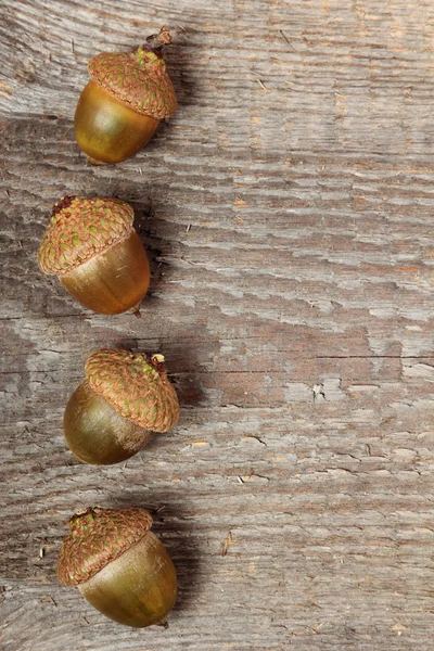 Acorns — Stock Photo, Image