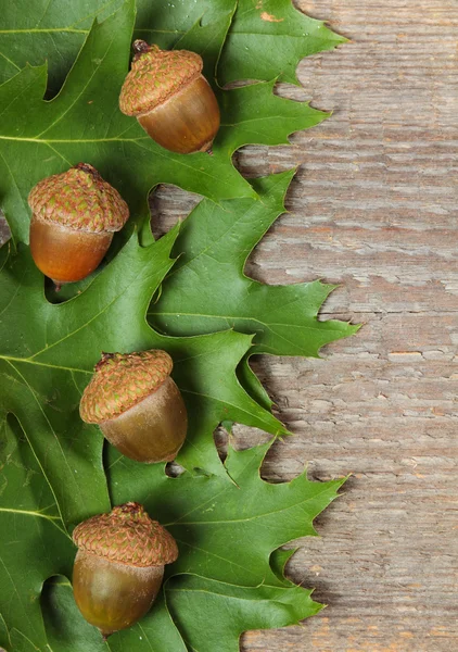 Foglie di quercia — Foto Stock