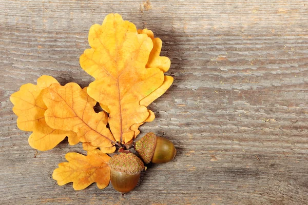 Foglie di quercia — Foto Stock