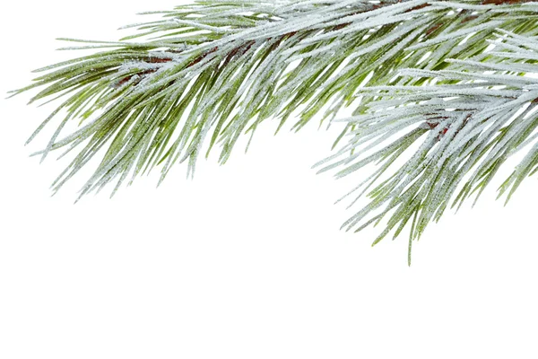 Pine branch — Stock Photo, Image