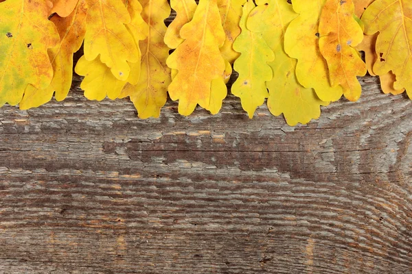 Leaves — Stock Photo, Image